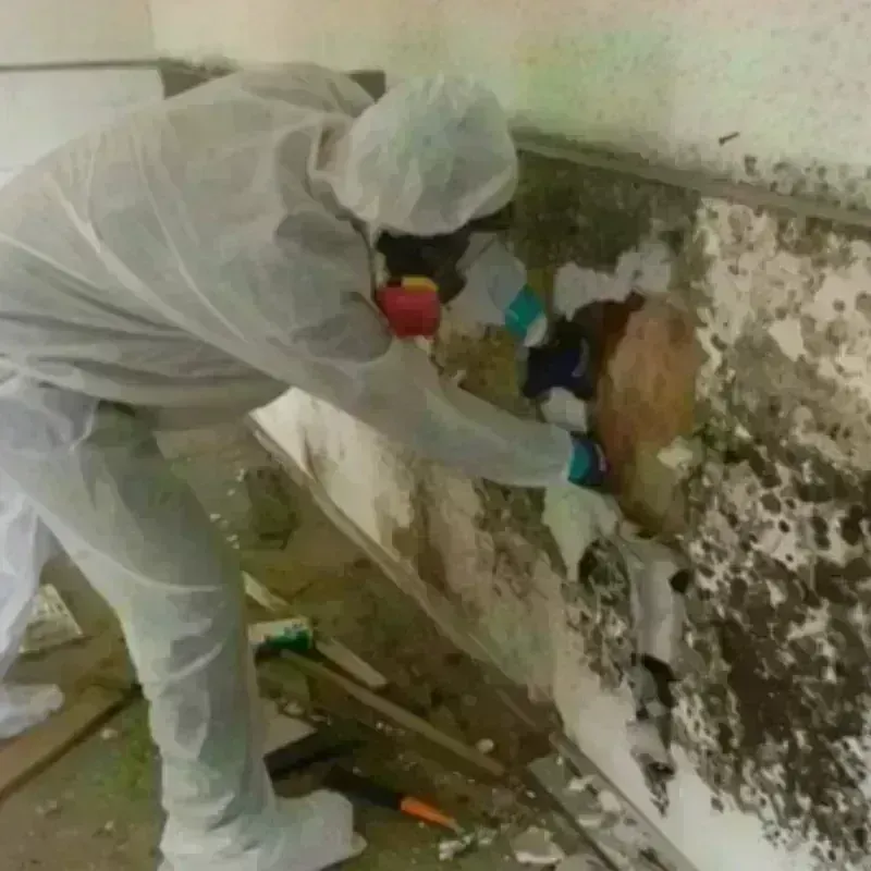 Mold Remediation and Removal in Commack, NY